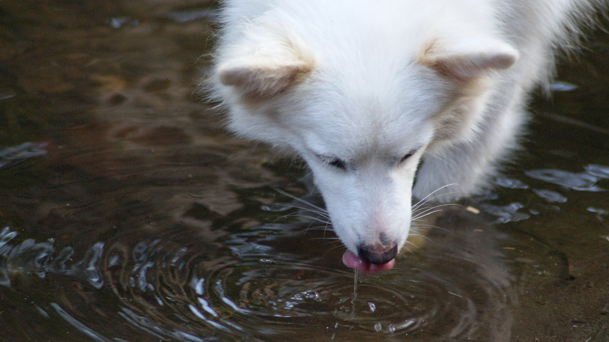 Sony Alpha DSLR-A290 sample photo. Thirsty photography