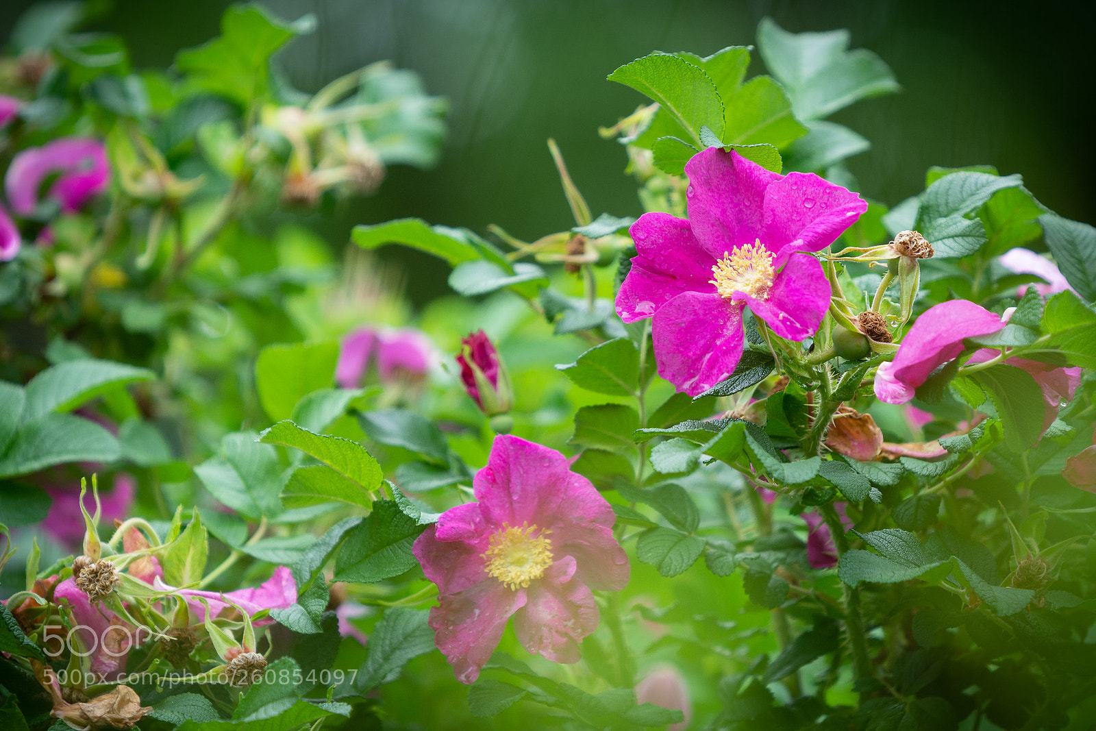 Nikon D7100 sample photo. Rain flowers photography