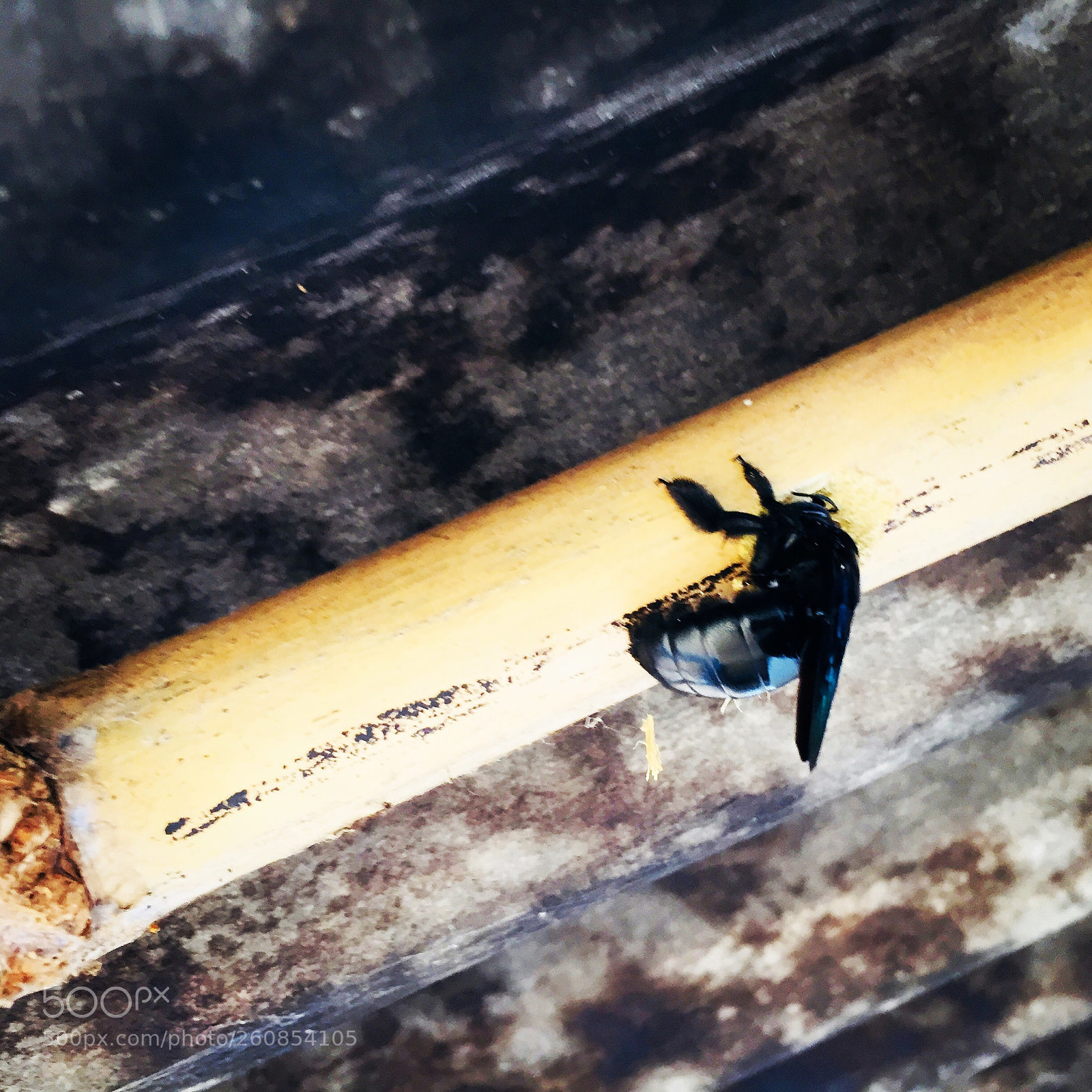 Apple iPhone 6 sample photo. Insects  photography