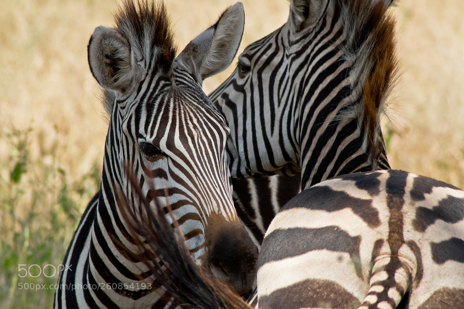 Canon EOS 7D sample photo. Striped affection photography