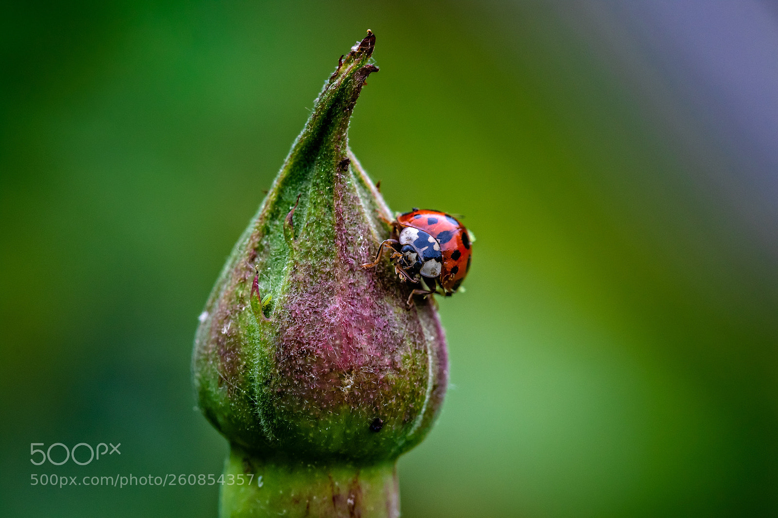 Canon EOS 7D Mark II sample photo. Lieveheersbeestje photography