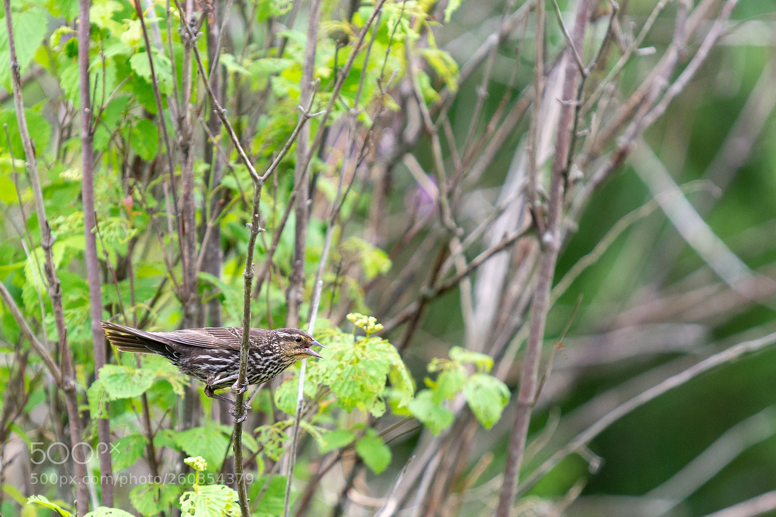 Nikon D7100 sample photo. Fly catcher photography