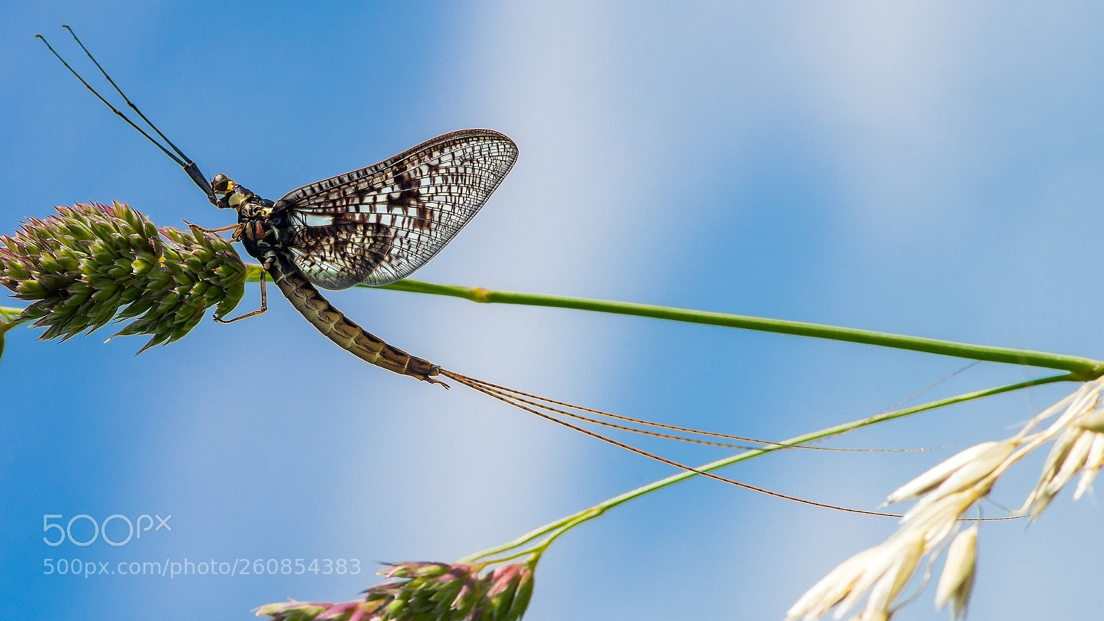 Sony a7 II sample photo. Mayfly photography