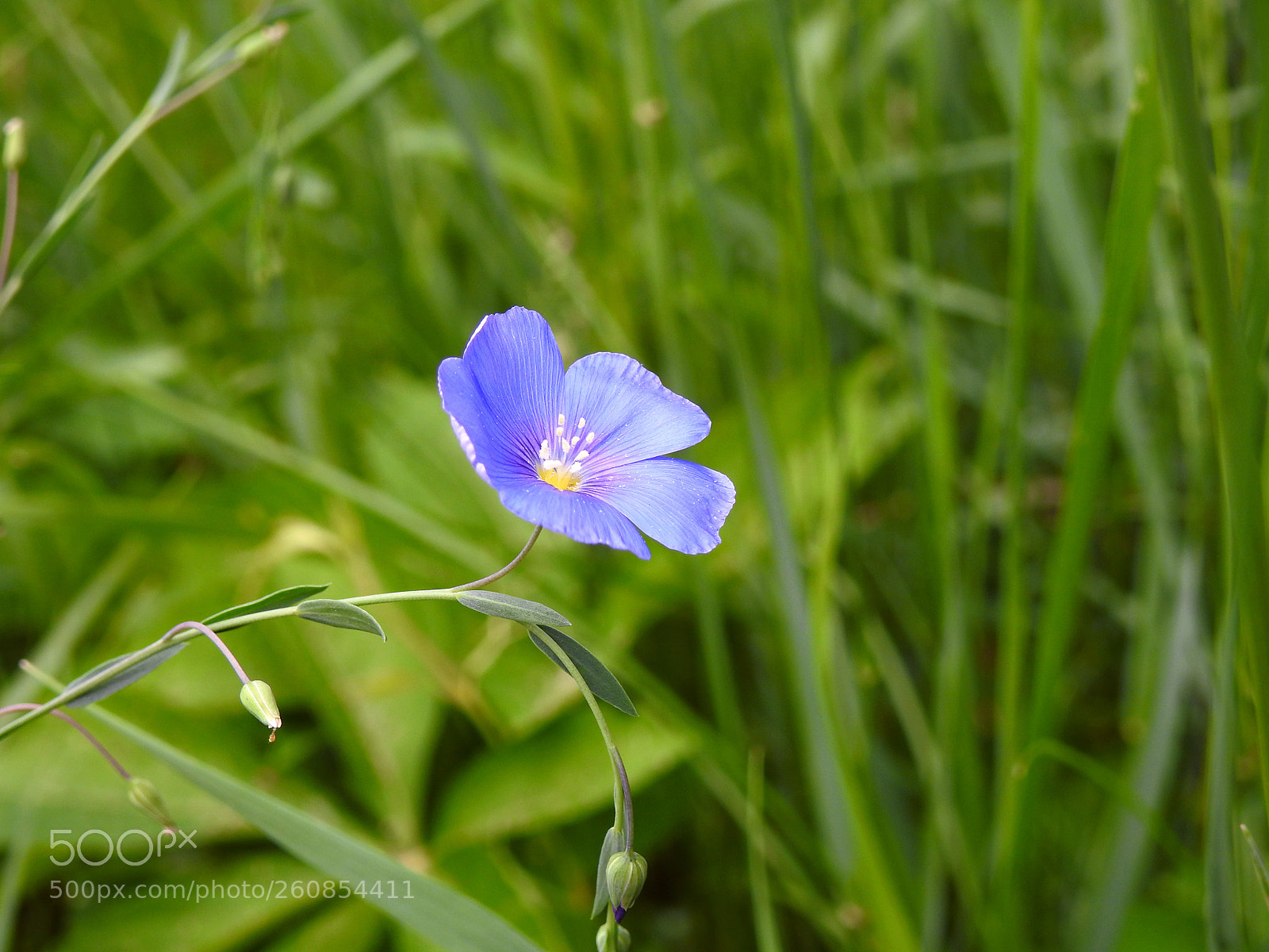 Nikon Coolpix P900 sample photo. Wild blue flax photography
