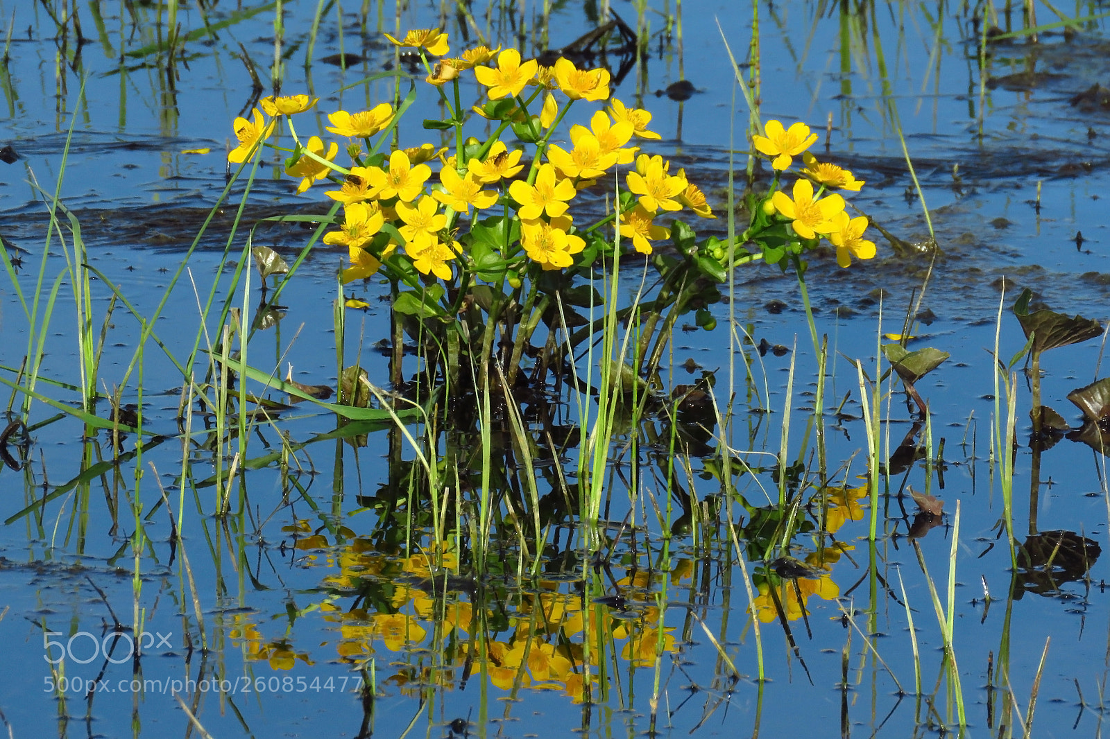 Canon PowerShot SX60 HS sample photo. Caltha palustris photography