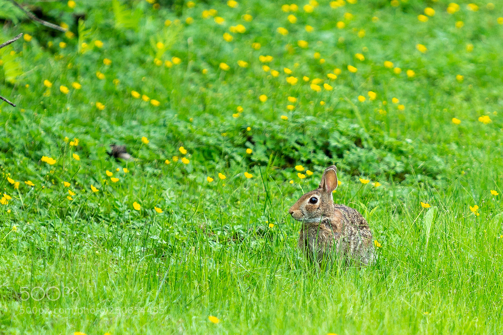 Nikon D7100 sample photo. Bunny photography