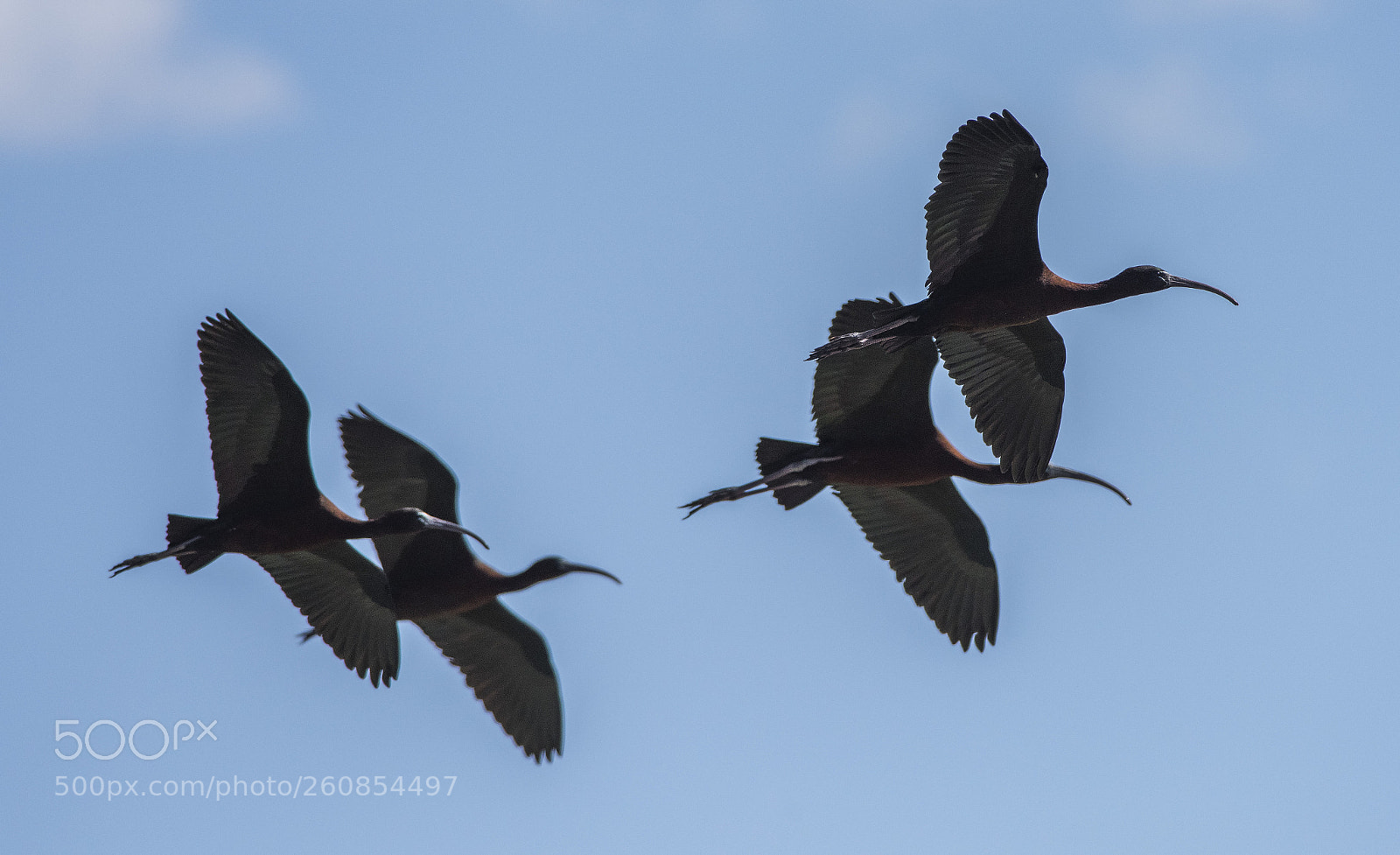 Nikon D810 sample photo. Glossy ibis / plegadis falcinellus photography