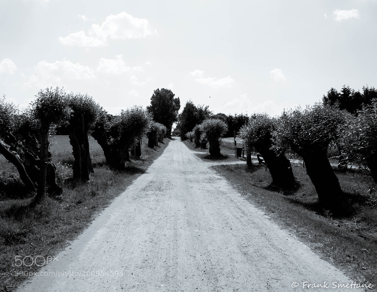Nikon D3200 sample photo. Allee photography
