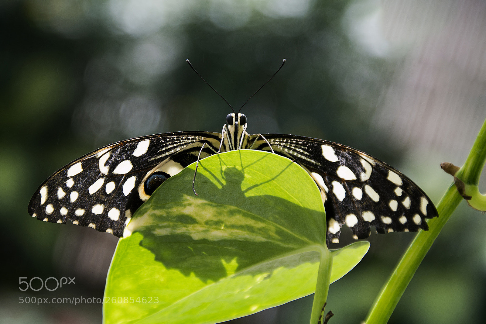 Samsung NX300 sample photo. Eye to eye.. photography