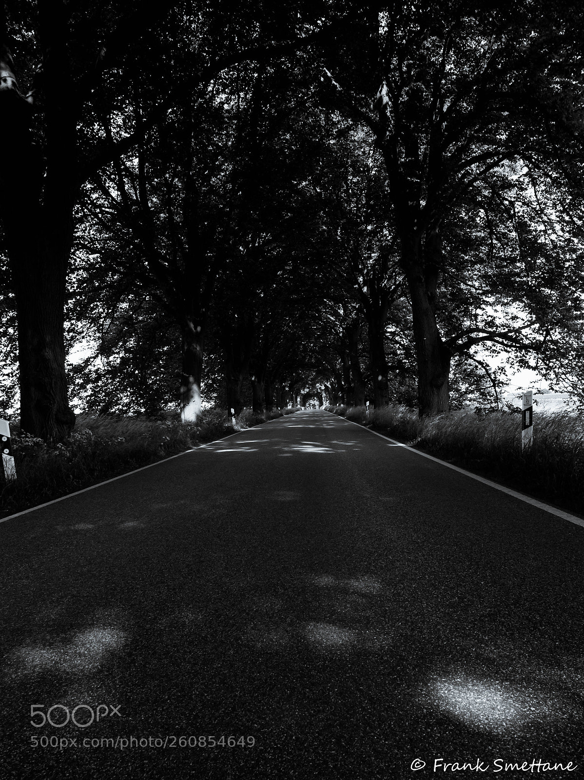 Nikon D3200 sample photo. Allee photography