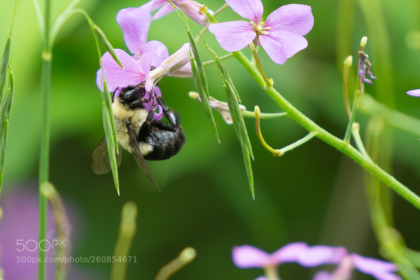 Nikon D7100 sample photo. Bumble bee breakfast photography