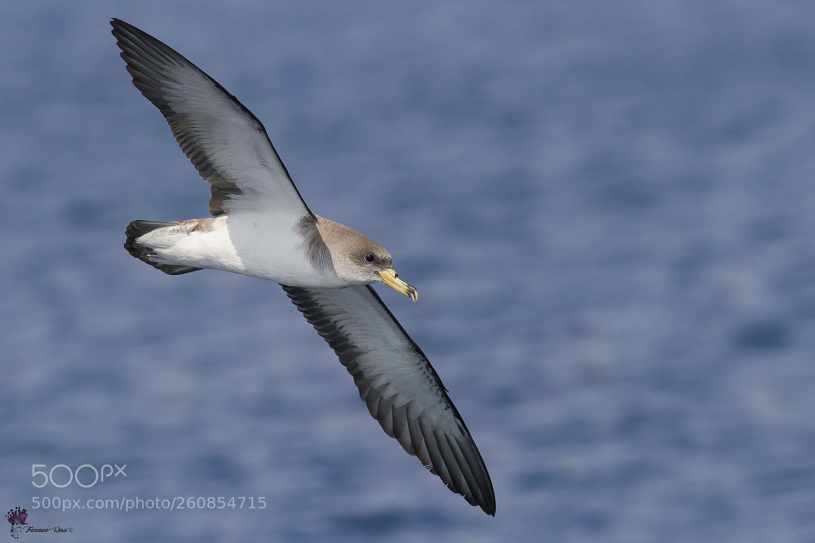 Canon EOS 7D sample photo. Scopoli's shearwater, berta maggiore photography