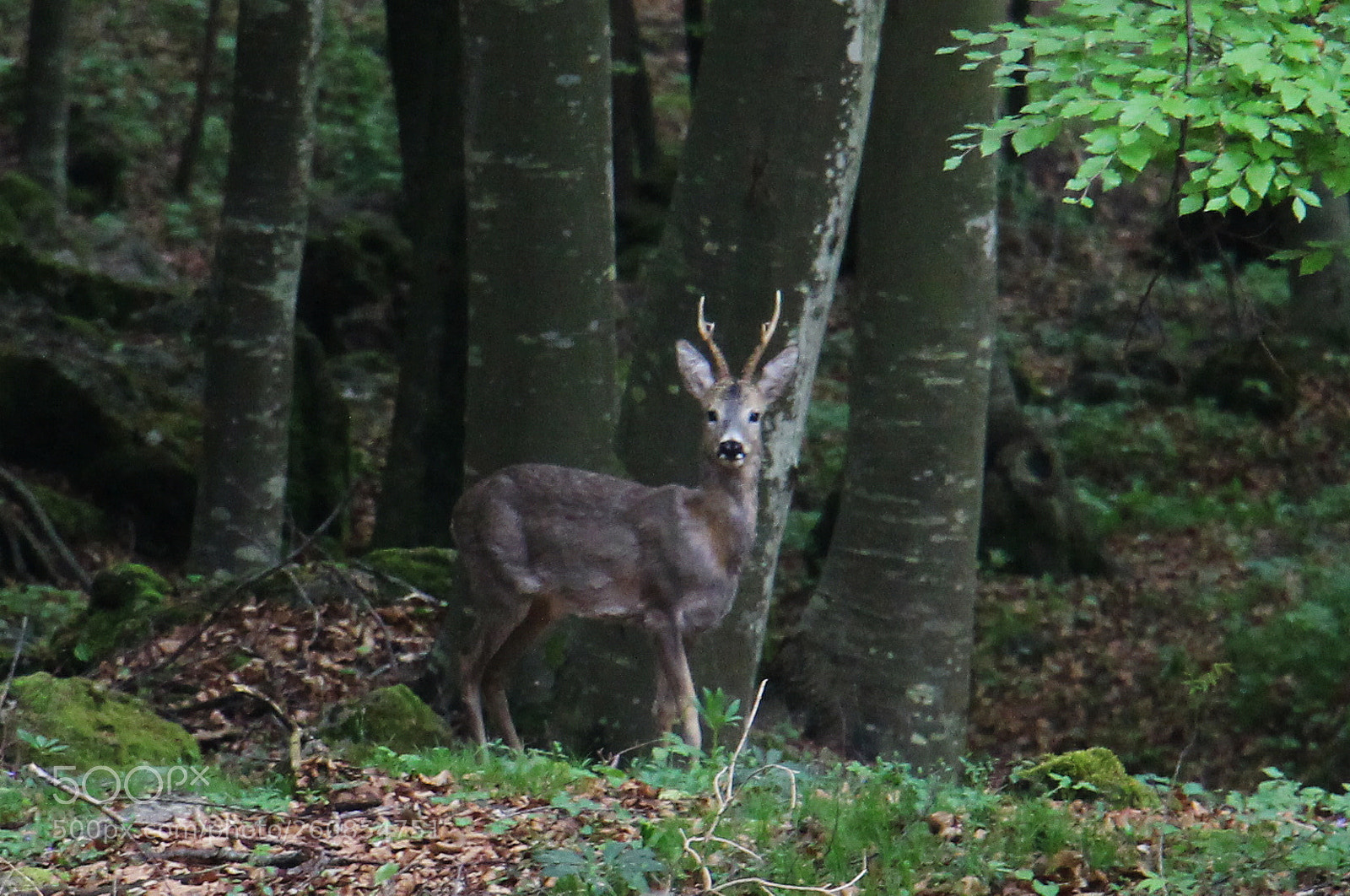 Canon EOS 100D (EOS Rebel SL1 / EOS Kiss X7) sample photo. Roe deer photography