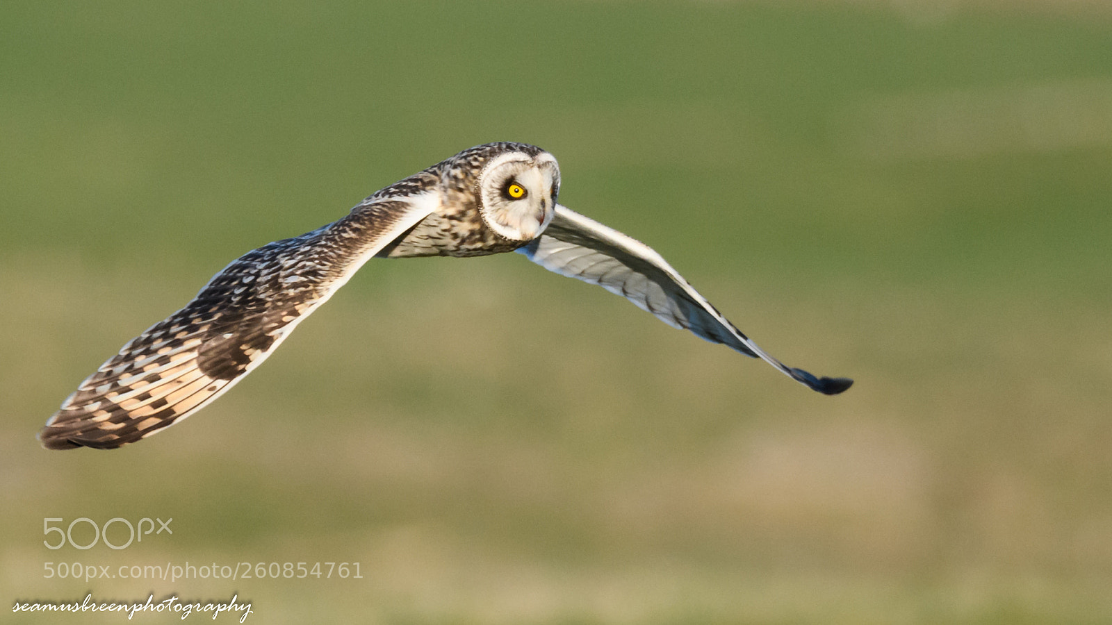 Nikon D850 sample photo. Short eared fly past photography