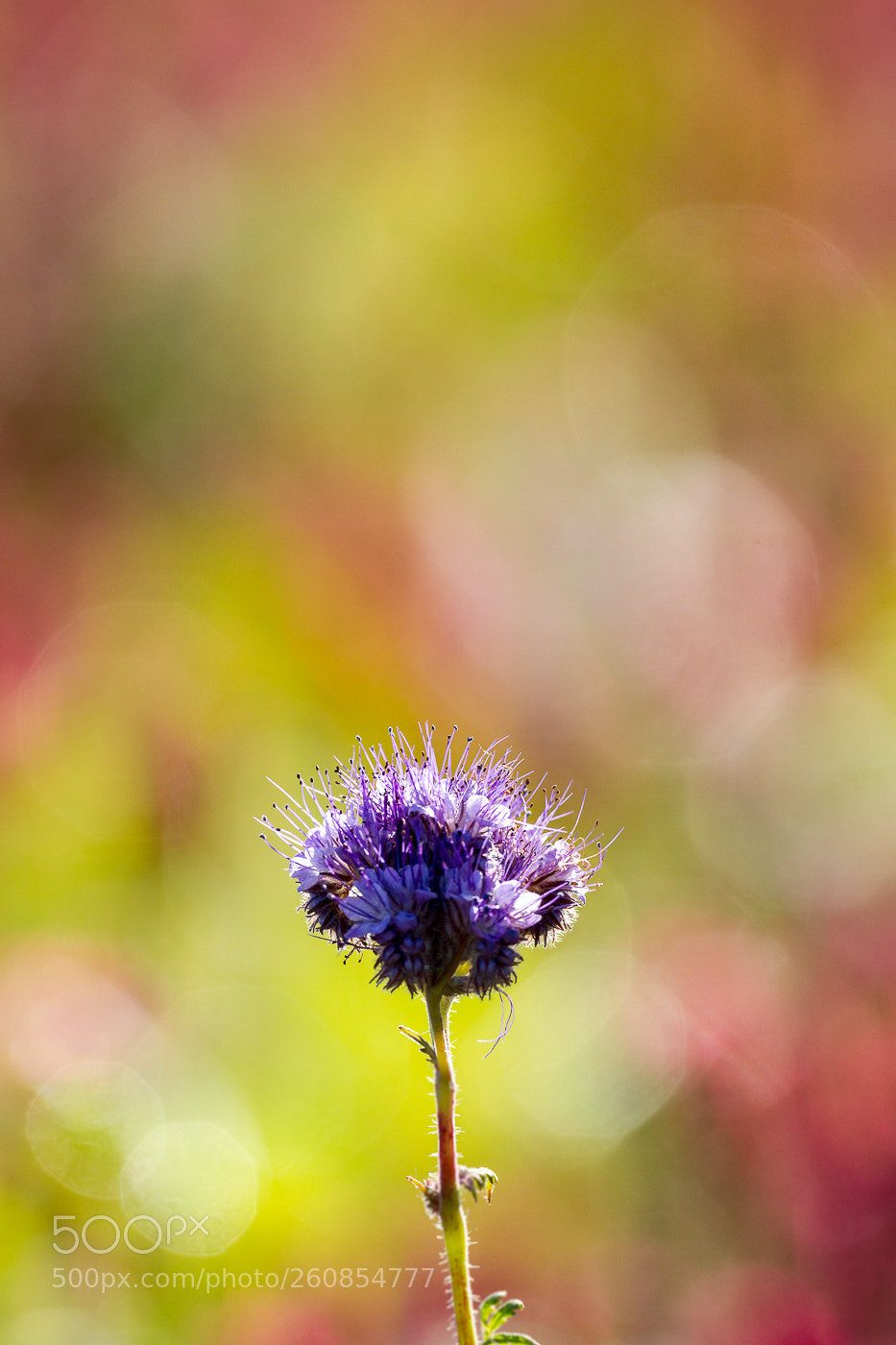 Canon EOS 7D sample photo. Knautia sur fond de photography
