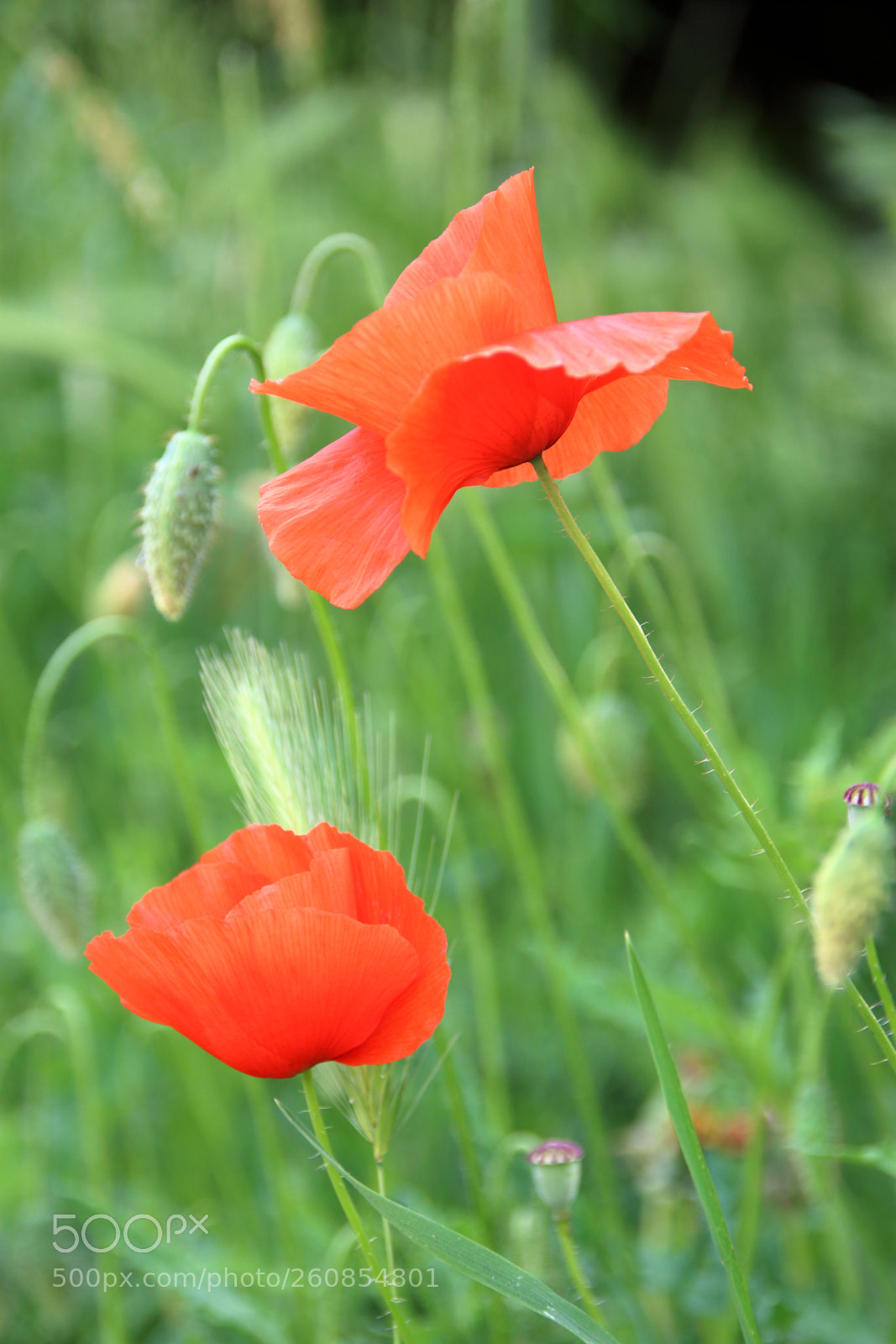 Canon EOS 1300D (EOS Rebel T6 / EOS Kiss X80) sample photo. Poppies  j img 0095 photography