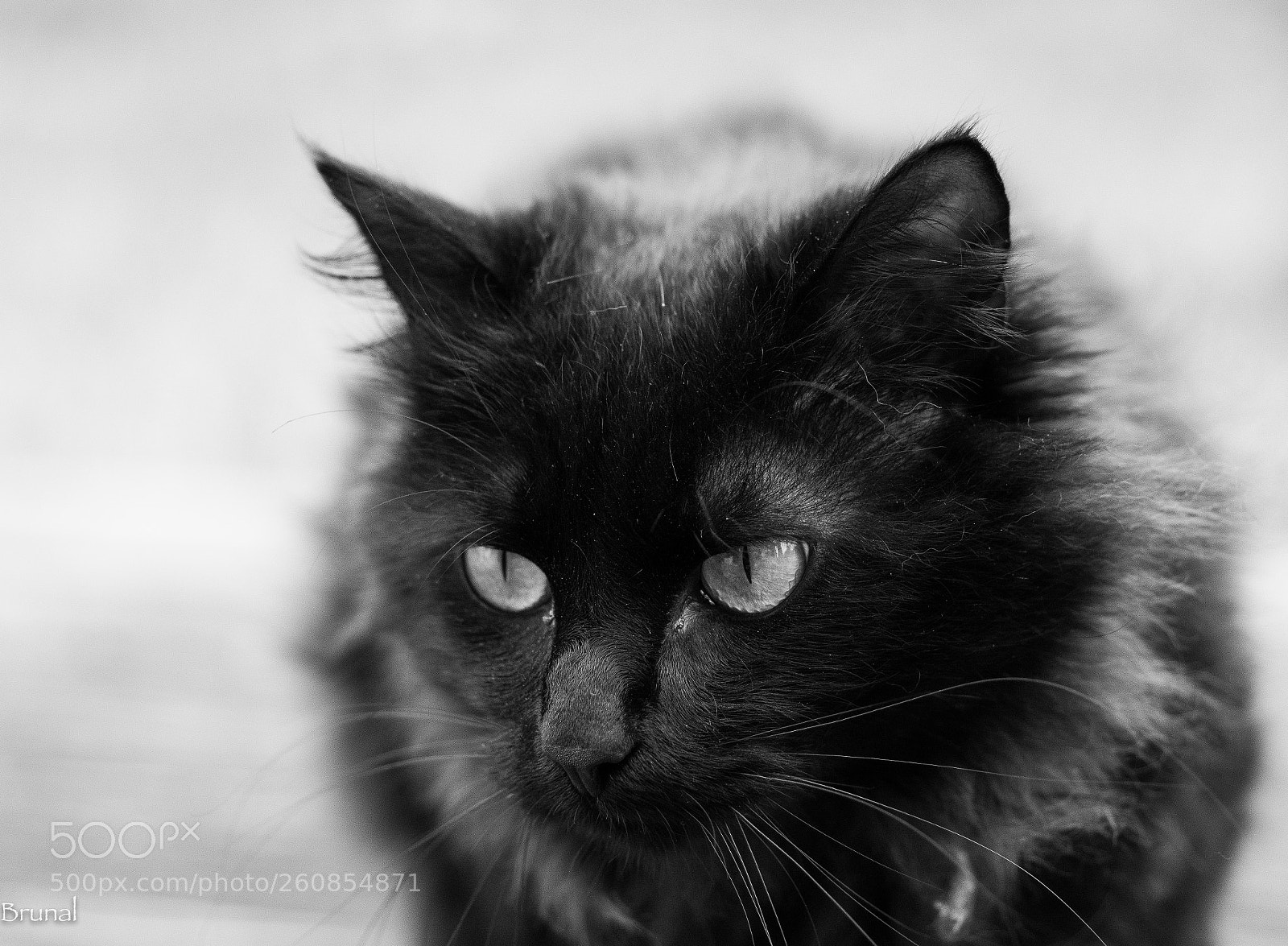 Nikon D7100 sample photo. Le chat photography