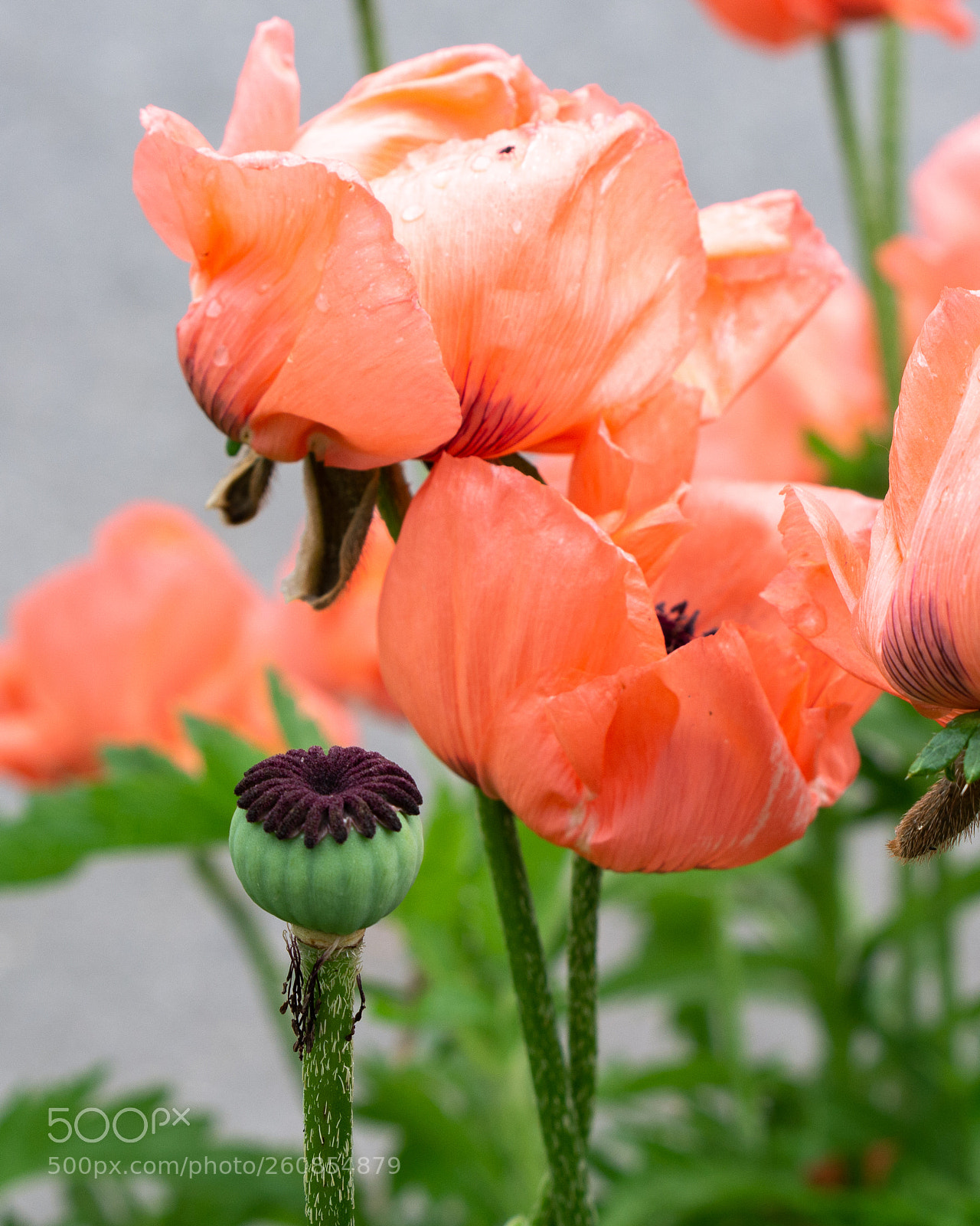 Nikon D7100 sample photo. Poppies photography