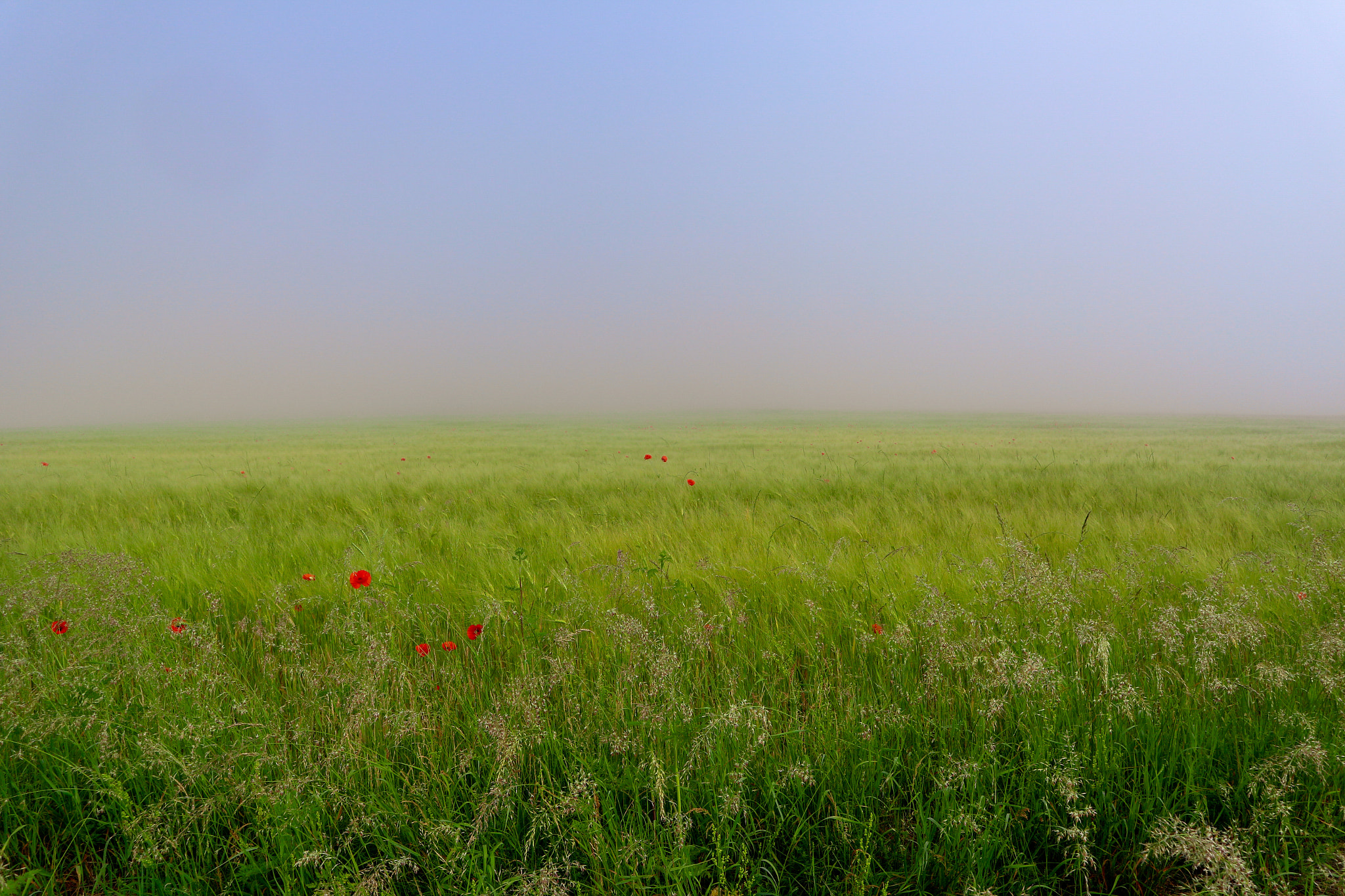 Canon EOS M10 sample photo. Poppies in the morning photography