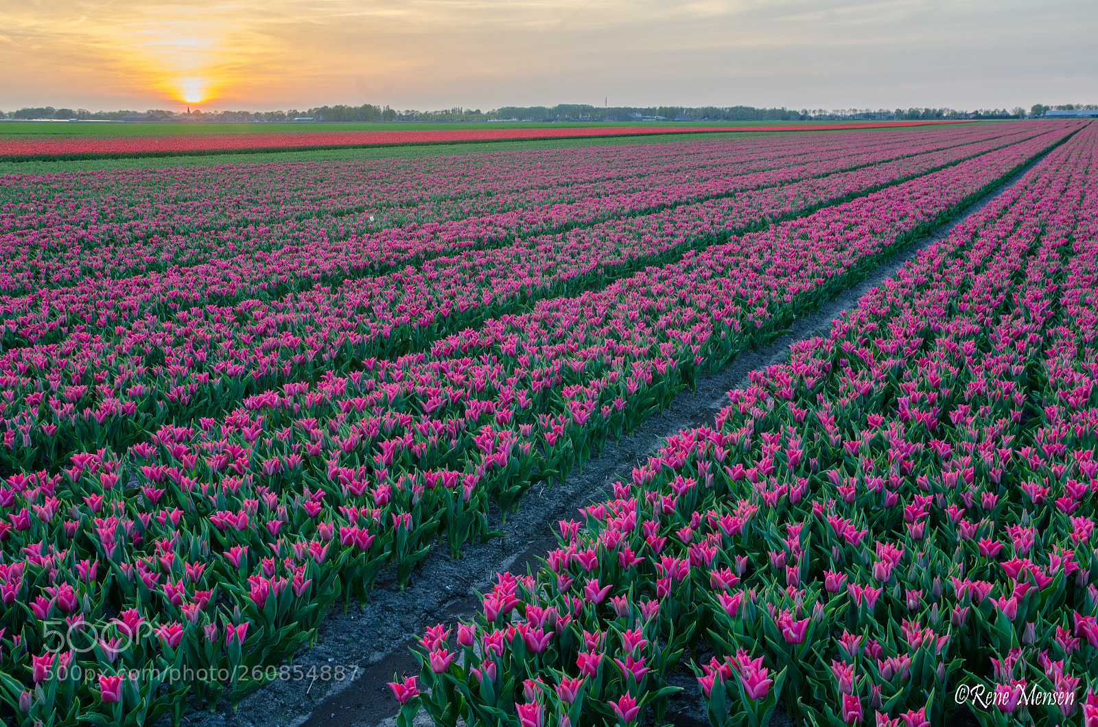 Nikon D5100 sample photo. Tulips photography