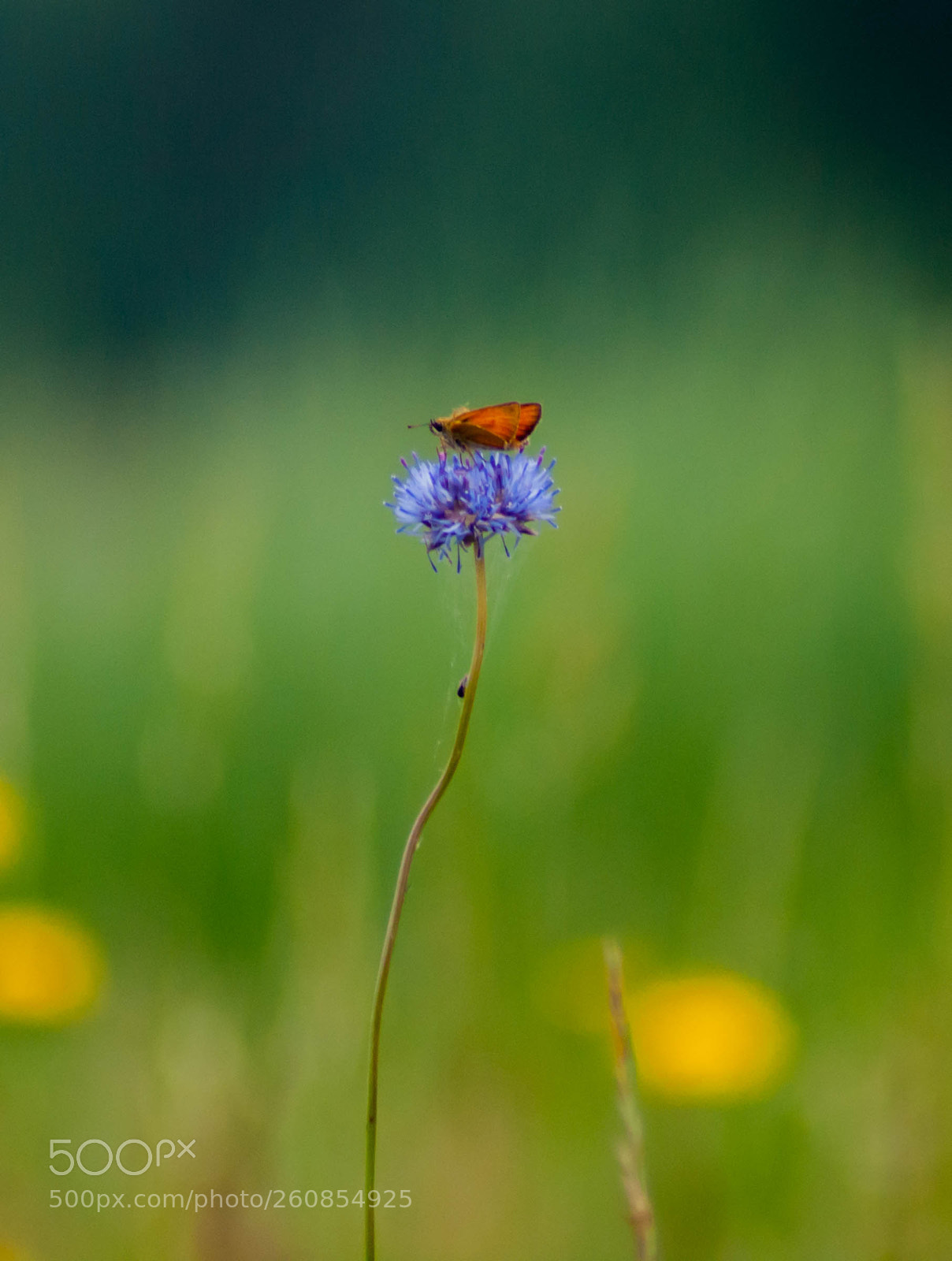 Sony Alpha DSLR-A390 sample photo. Lonely blue flower photography