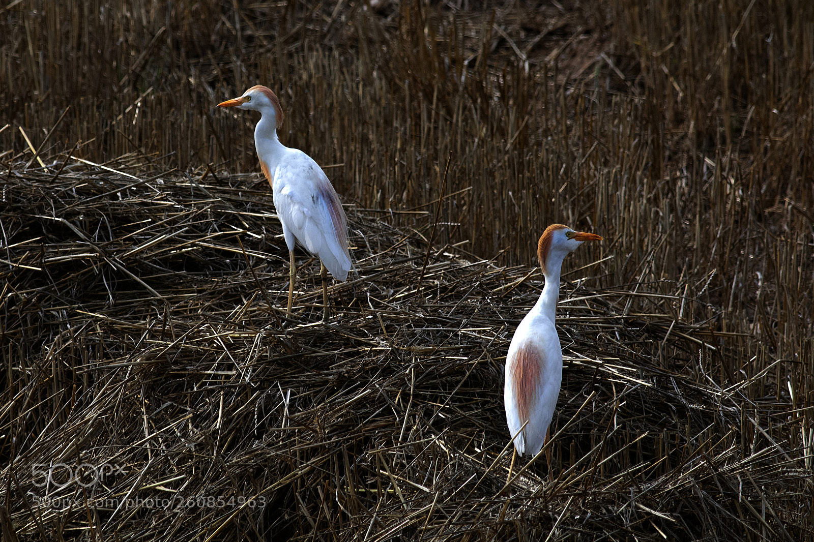 Canon EOS 5D Mark IV sample photo. Bubulcus ibis photography