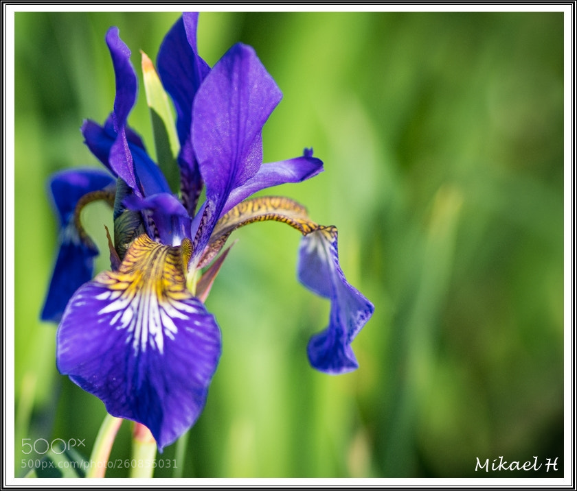 Pentax K-S2 sample photo. Macro flowers photography