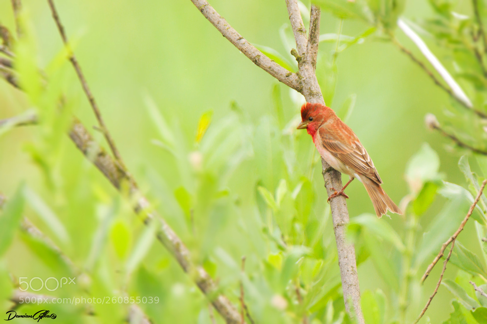 Canon EOS 7D sample photo. Common rosefinch photography
