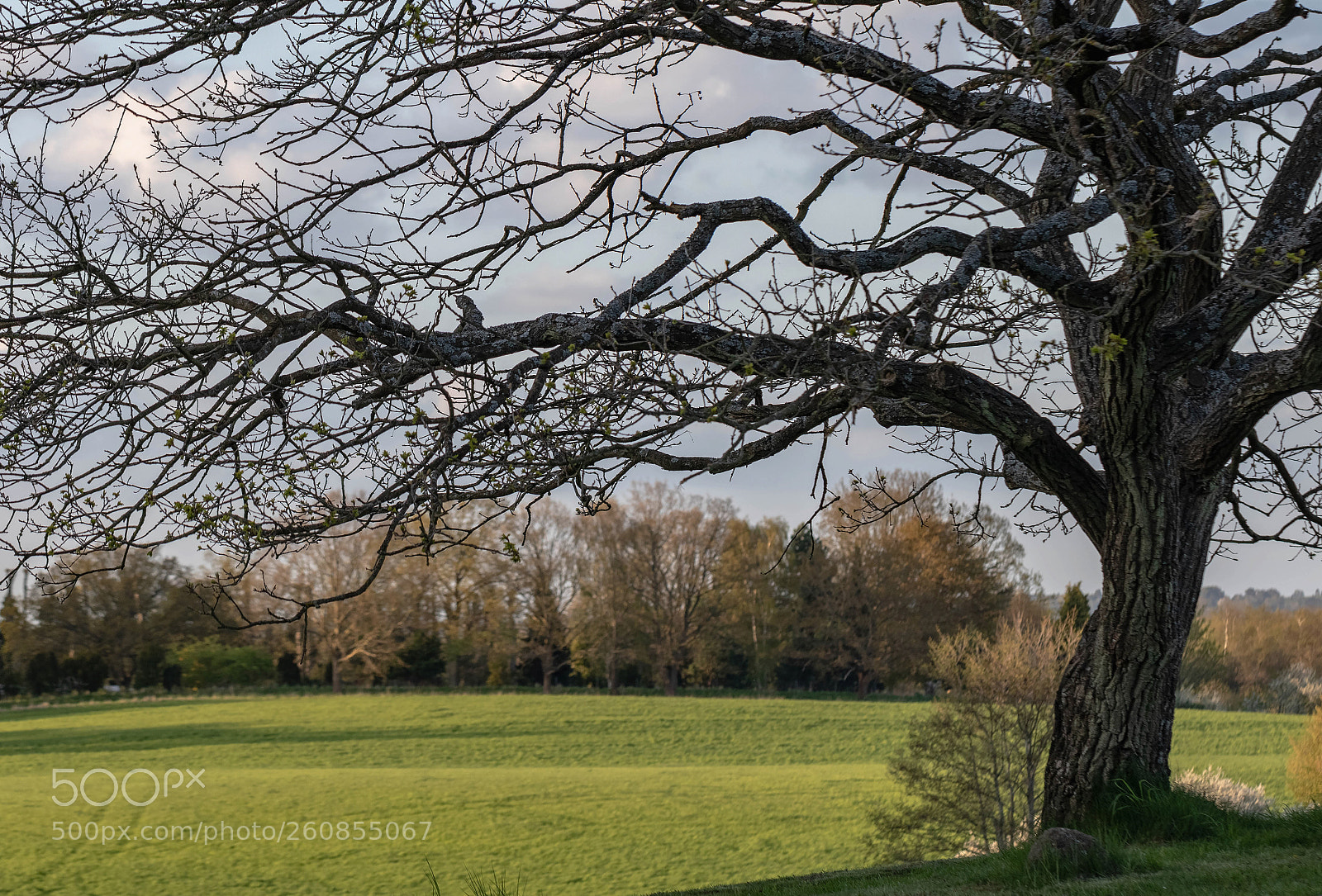 Canon EOS 7D Mark II sample photo. Early spring arresødal photography