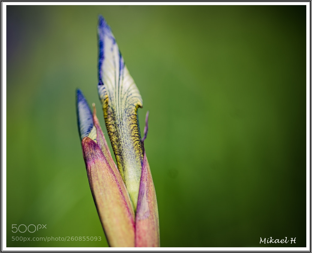 Pentax K-S2 sample photo. Macro flowers photography