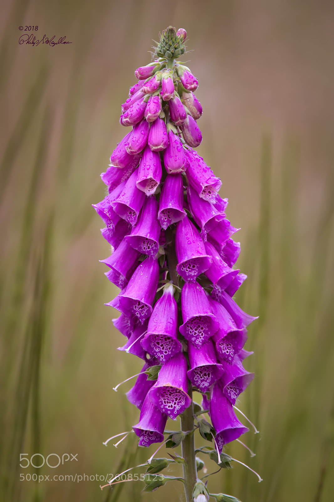 Nikon D500 sample photo. Foxglove at the fill photography