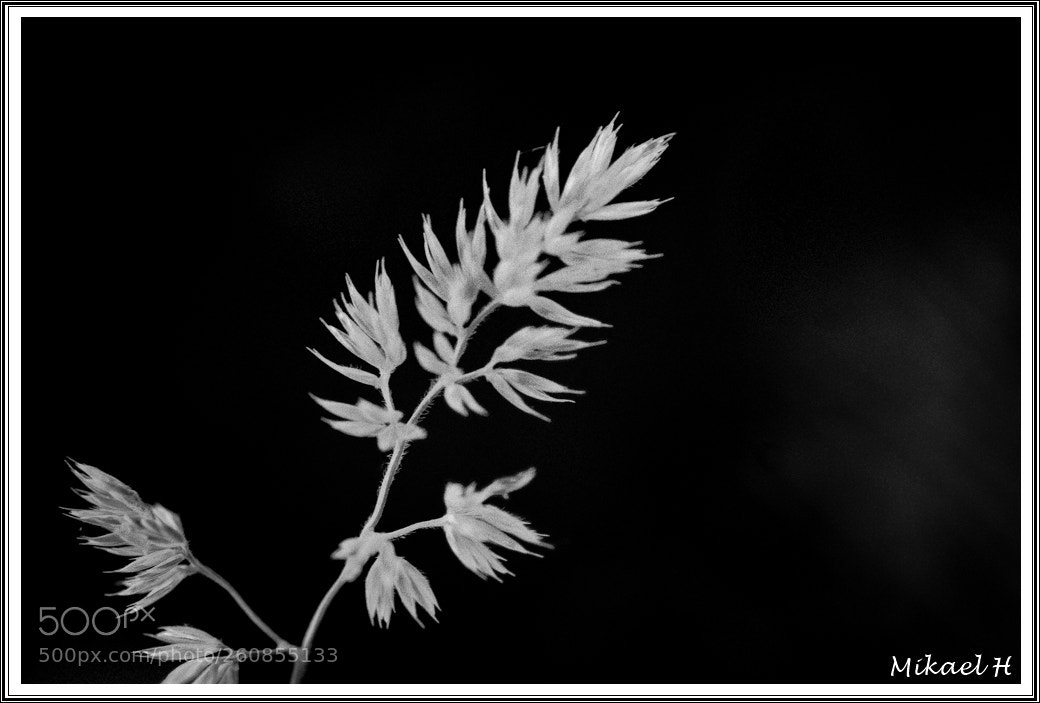 Pentax K-S2 sample photo. Macro flowers photography
