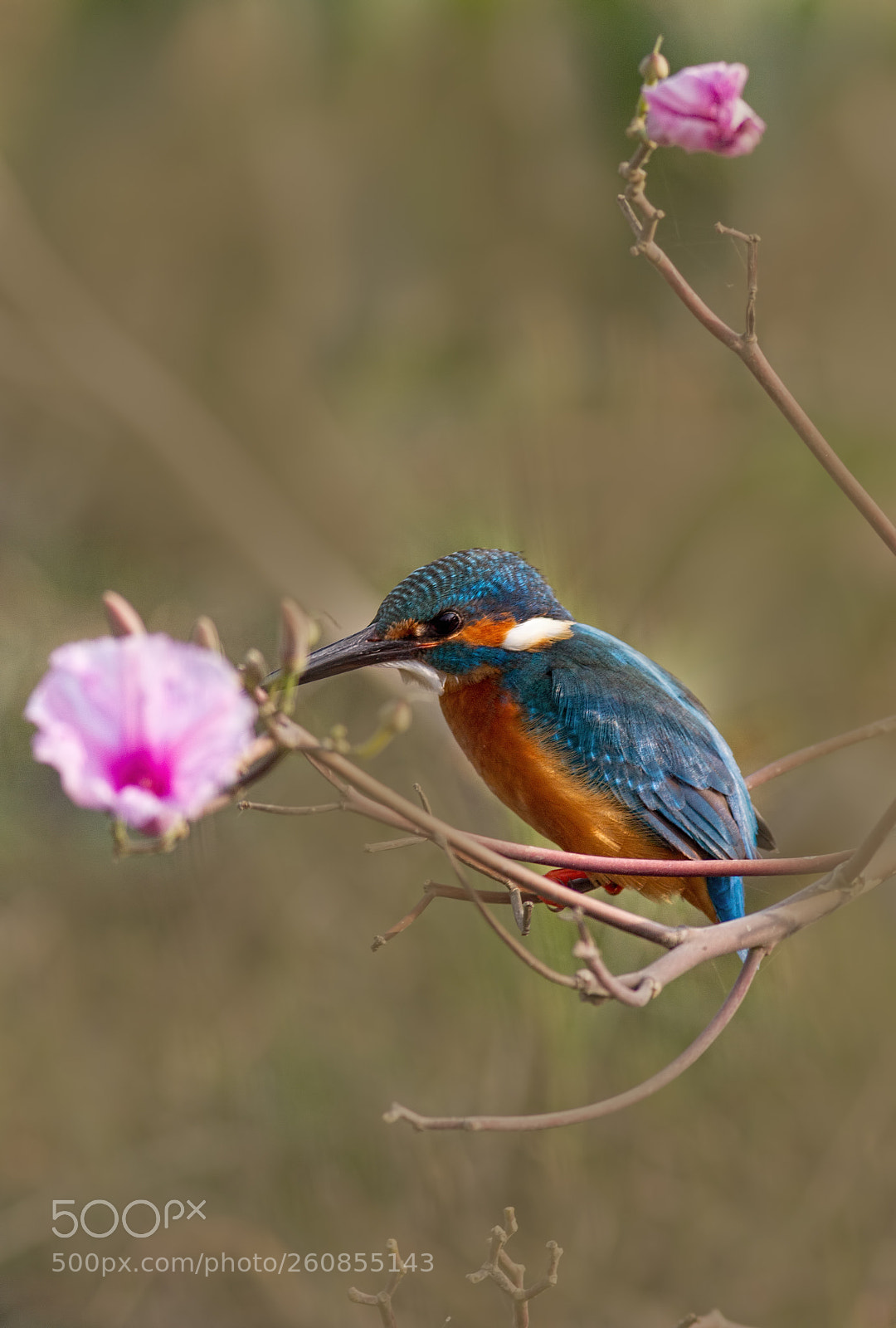 Canon EOS 7D sample photo. Common kingfisher... photography