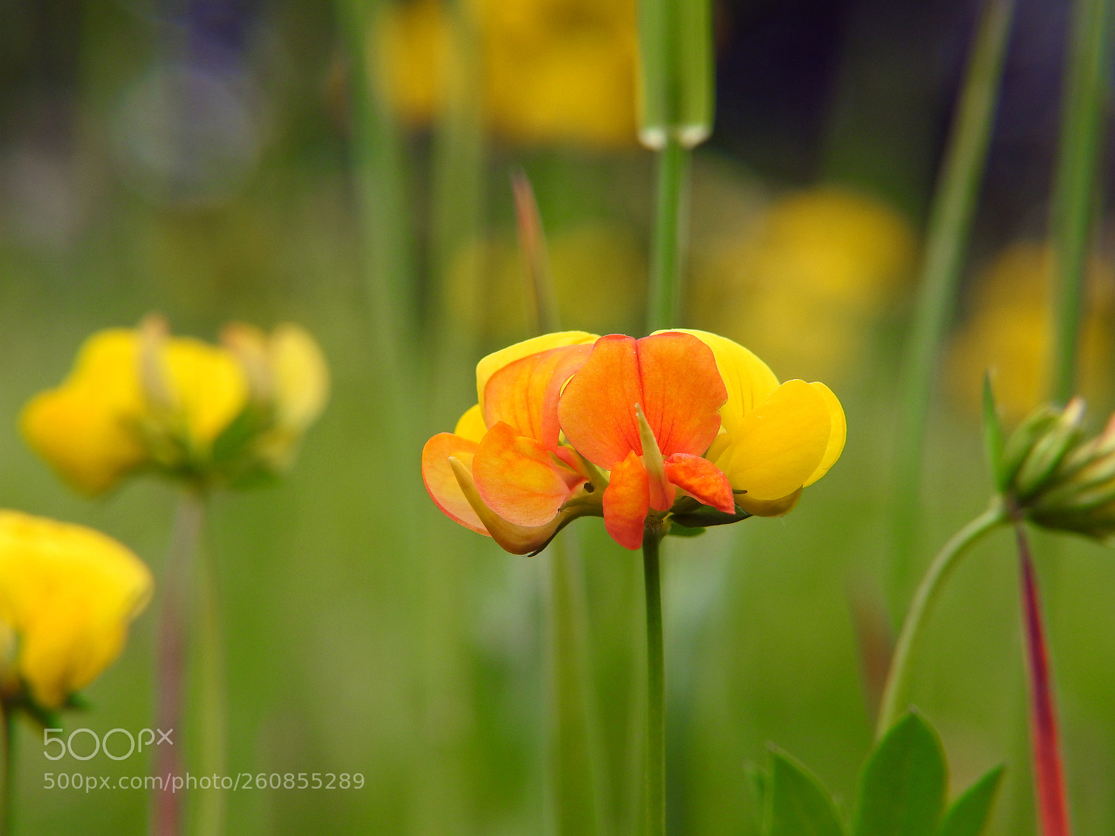 Nikon Coolpix P900 sample photo. Orange & yellow photography