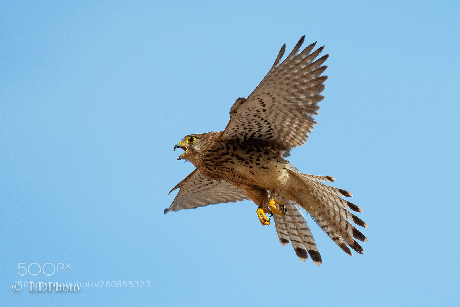 Nikon D500 sample photo. Kestrel (f) photography