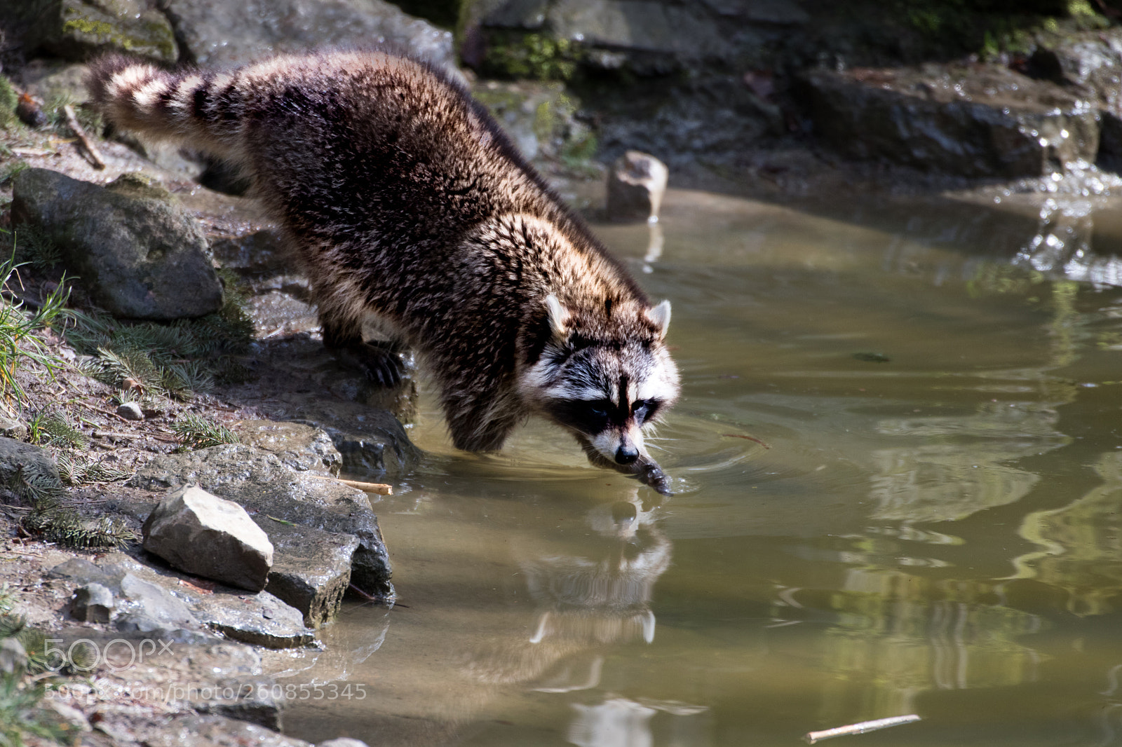 Canon EOS 80D sample photo. Racoon photography