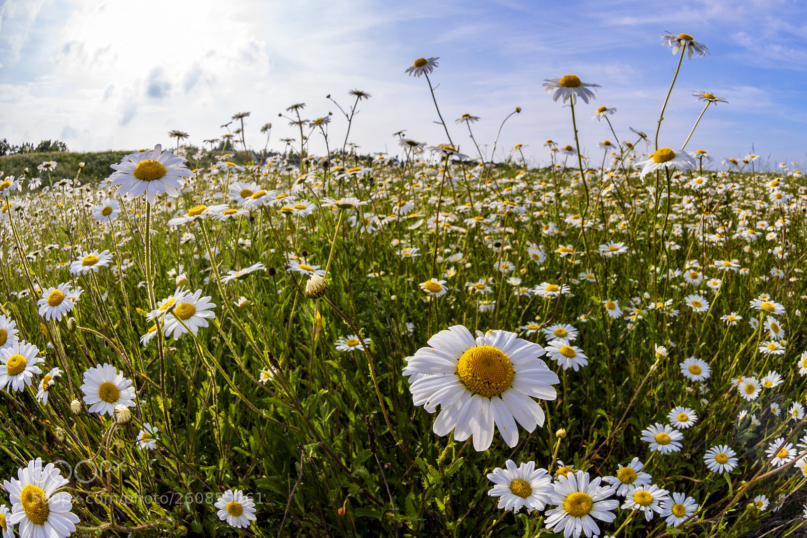 Nikon D810 sample photo. Daisies photography