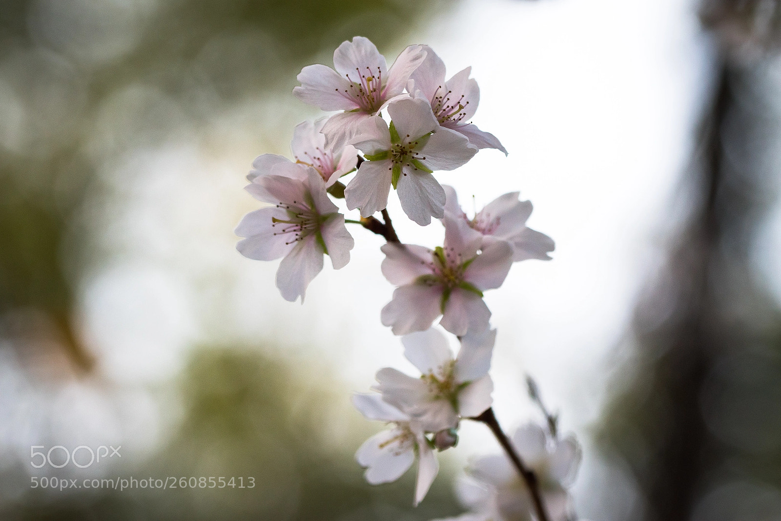 Nikon D5500 sample photo. Springtime photography