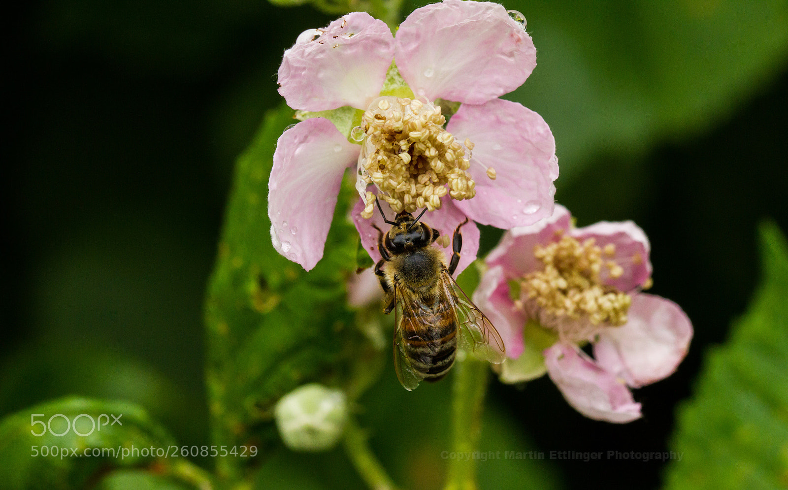 Canon EOS 7D sample photo. Bee at work after photography