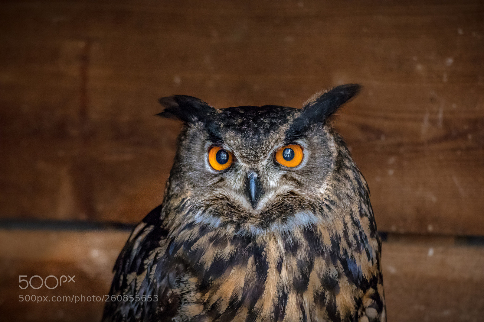 Canon EOS 80D sample photo. Eagle owl photography