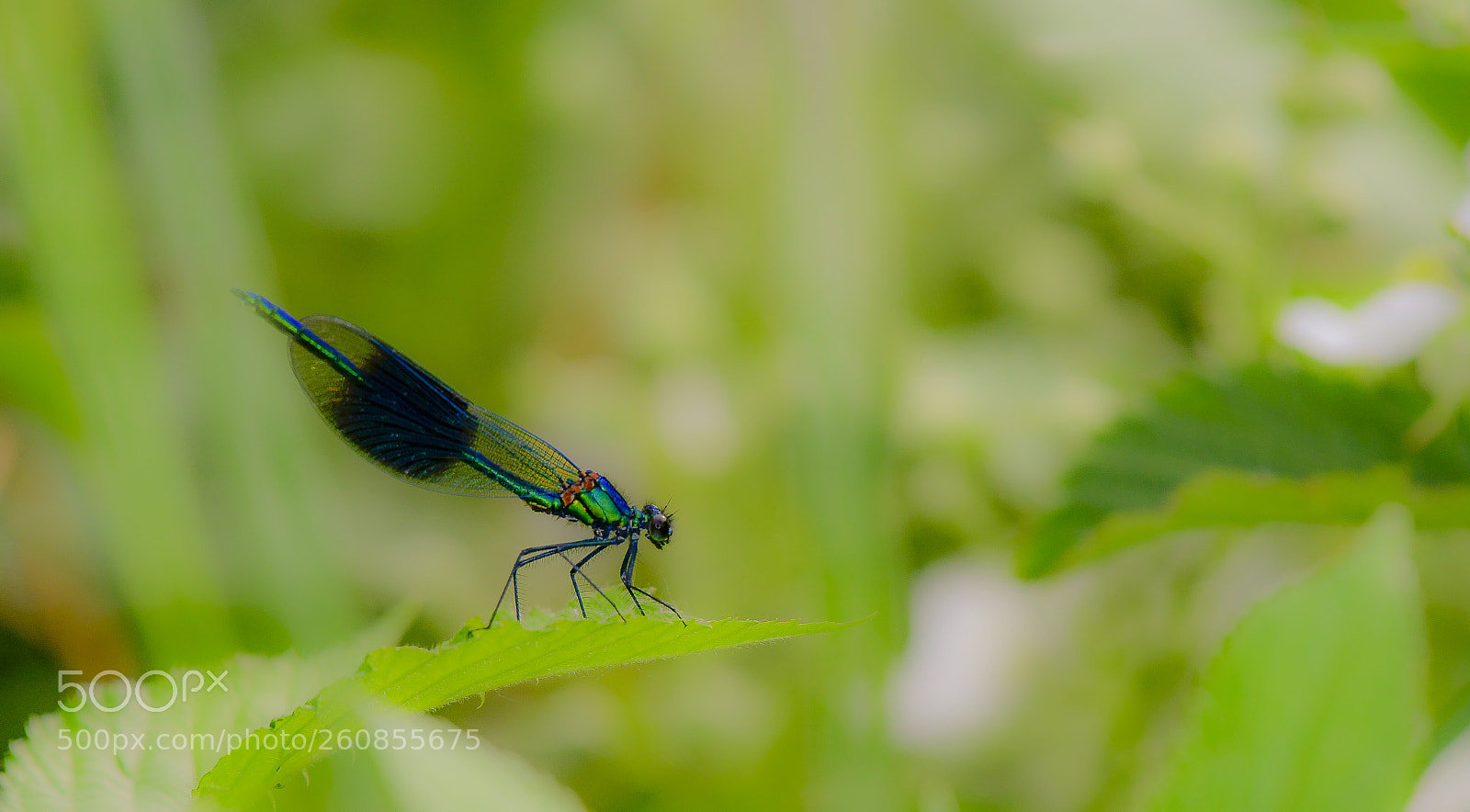 Nikon D500 sample photo. Damselfly photography