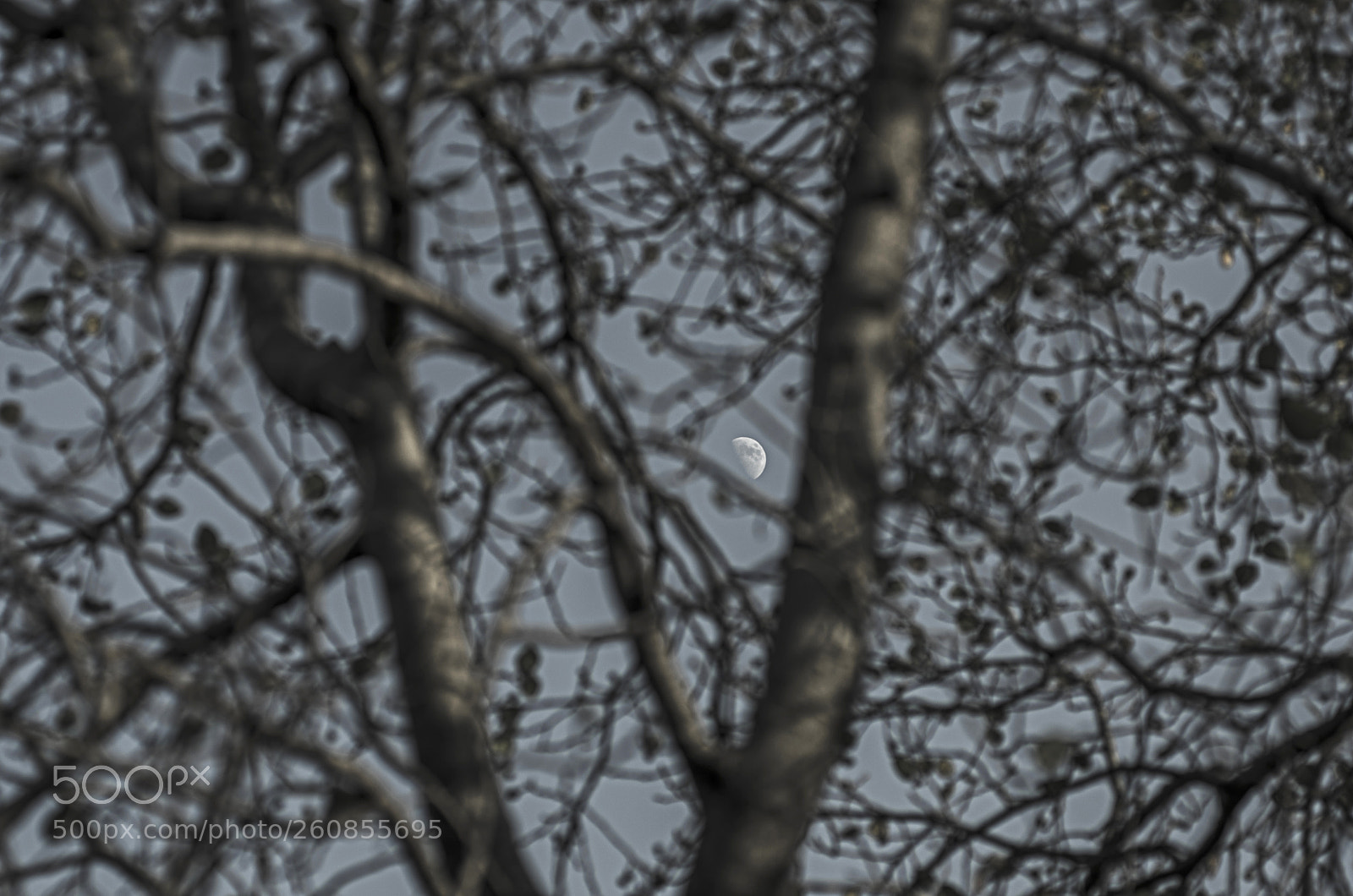 Nikon D7000 sample photo. Moon sight photography