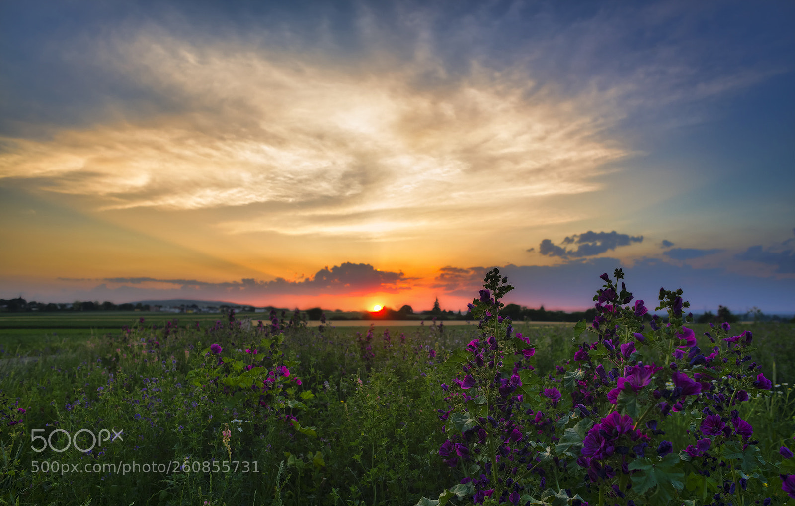 Nikon D810 sample photo. In the fields photography