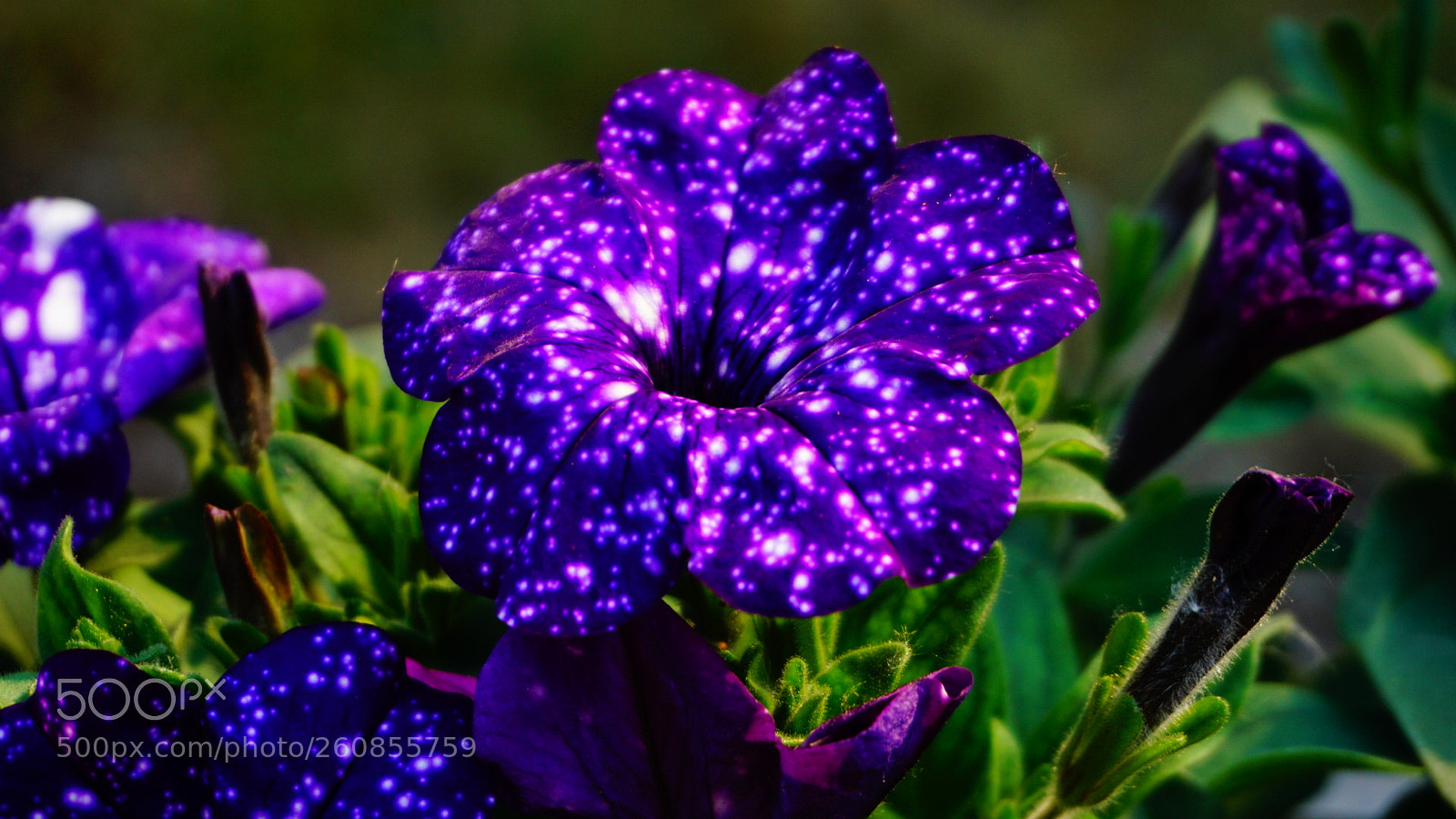 Sony a6000 sample photo. Galaxy flower photography