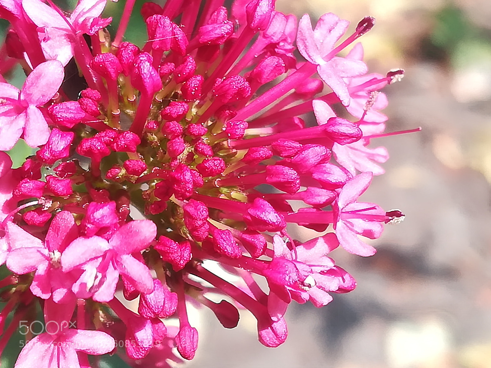 HUAWEI P10 lite sample photo. A flower in red photography
