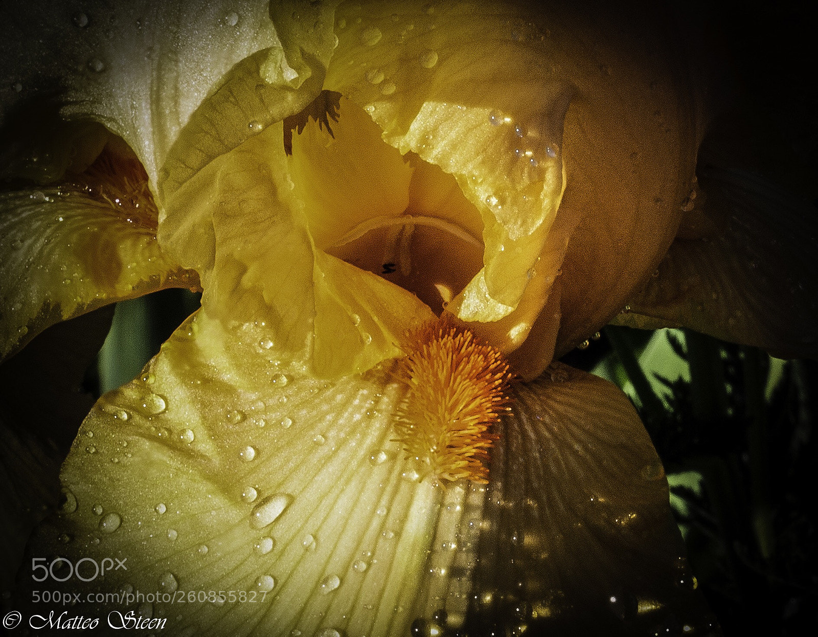 Canon EOS 6D sample photo. Iris photography