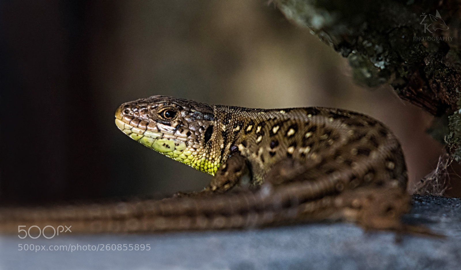 Nikon D5200 sample photo. Sand lizard photography