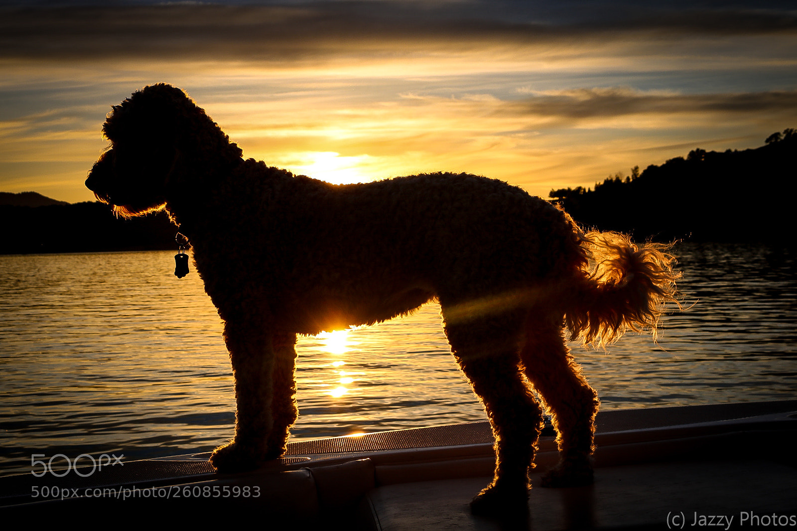 Canon EOS 750D (EOS Rebel T6i / EOS Kiss X8i) sample photo. Dog on boat photography