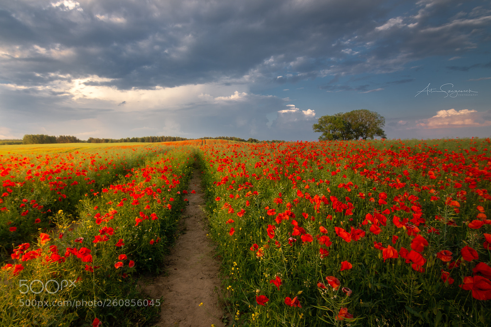 Nikon D7200 sample photo. Poppy land photography