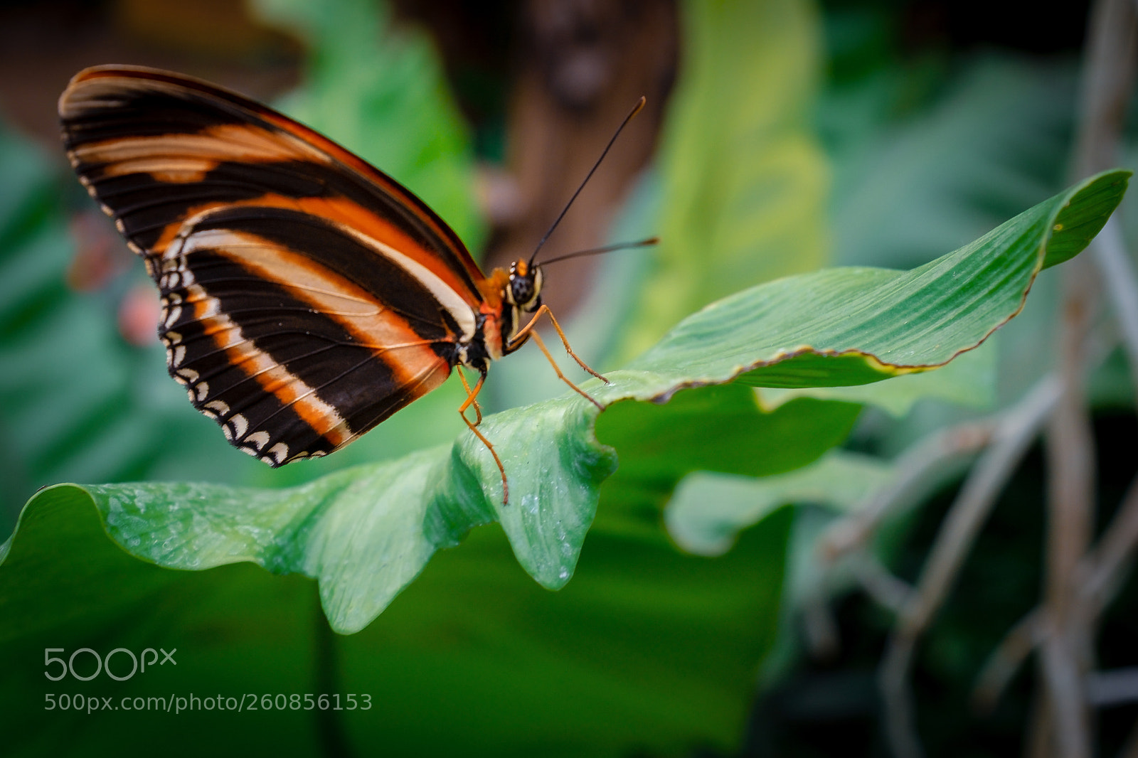 Fujifilm X100T sample photo. Winged tiger photography